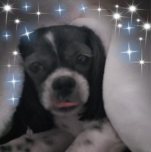 Meet your Posher, Joann